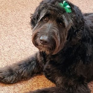 Meet your Posher, Kelly